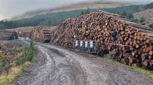 Logging piles